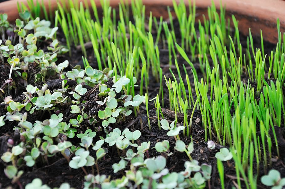 Easy Guide to Grow Microgreens