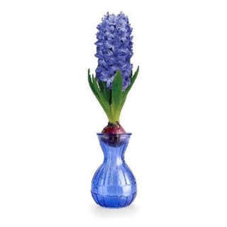 Hyacinth Gift Set Bulb & Glass Vase Blue (15cm)