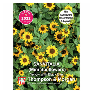 Sanvitalia (mini Sunflowers) Yellow With Black Eye