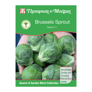 Brussels Sprout Marte F1