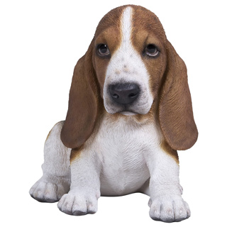 Basset Hound Pup