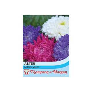 Aster My Lady Mix