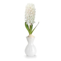 Hyacinth Gift Set Bulb & Glass Vase White (15cm) 