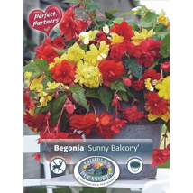 Begonia 'Sunny Balcony'