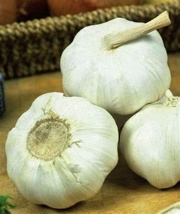 Garlic Marco (2 bulbs)