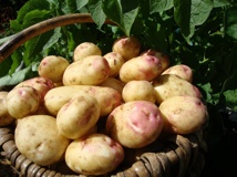 King Edward Seed Potato - Main Crop (2kg)