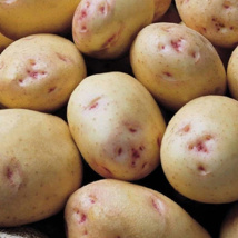 Cara Seed Potato - Main Crop (2kg)