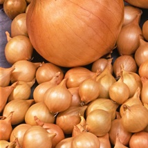 Stuttgarter Riesen Onion Set (50 bulbs)